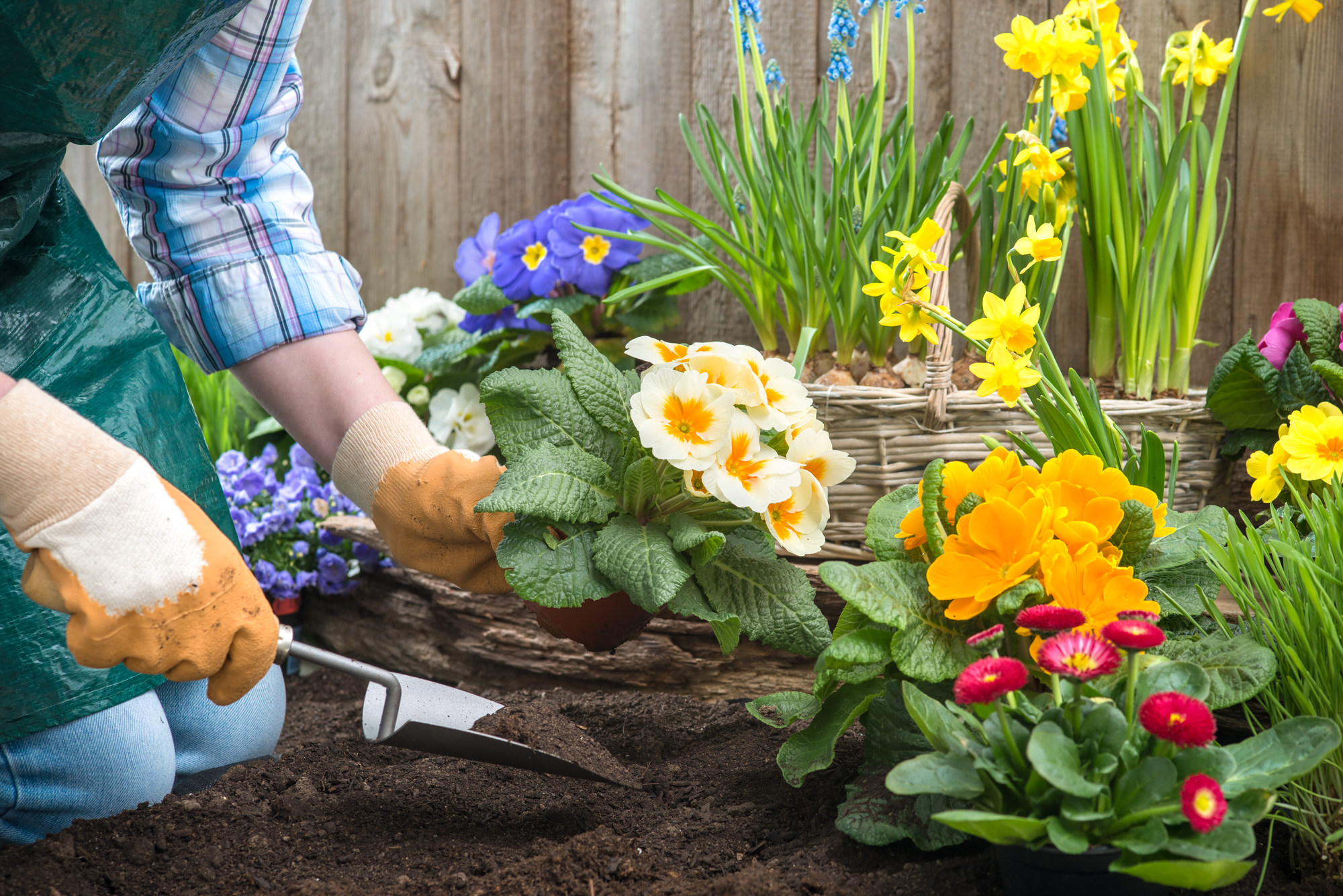 The gardener planted some. Примула высаживание. Посадка цветов на клумбе. Цветы на грядке. Весенние клумбы на даче.